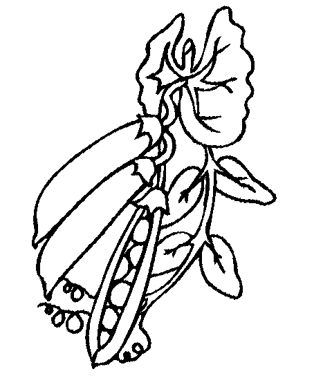 ბარდა