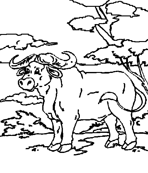 კამეჩი