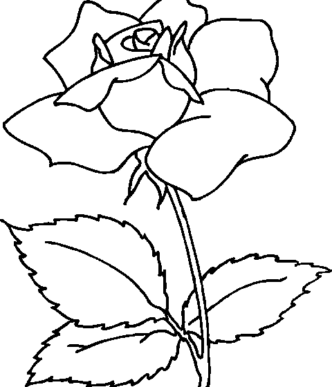 ვარდი