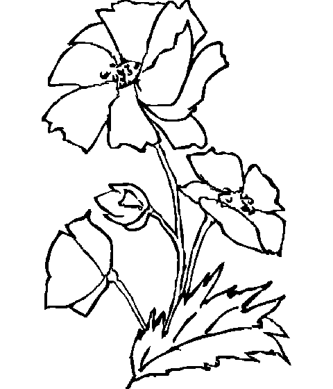 ყაყაჩო